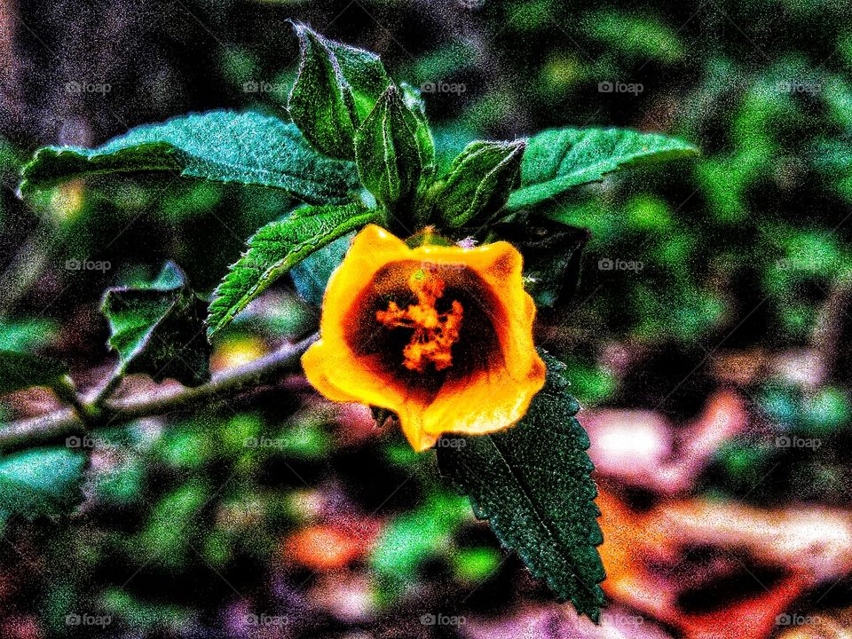 Seleguri or sidaguri is a herbaceous plant with yellow flowers and its roots can be used as medicine.