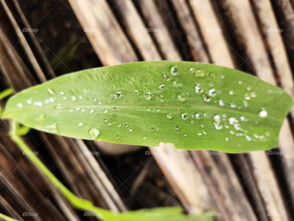 Pearls of Raindrops
At Leaf🍀
Amazing beauty
📷👁️📷👁️