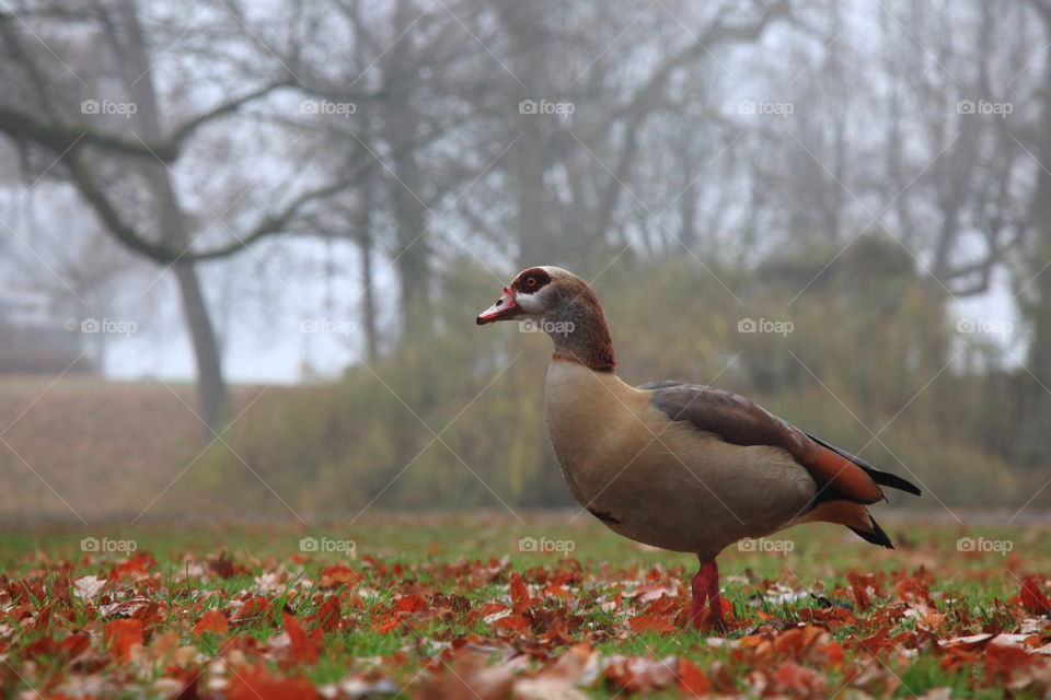 a duck in foggy morning