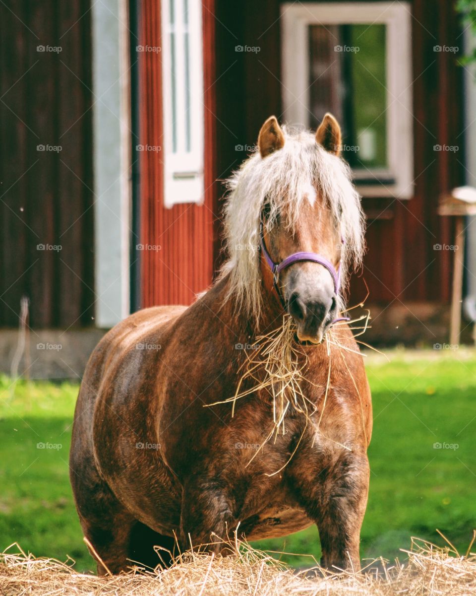 Horse eating hay