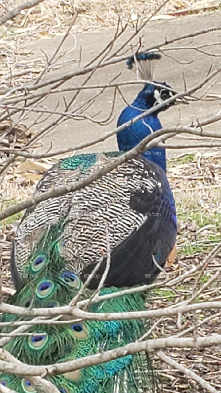 Peacock