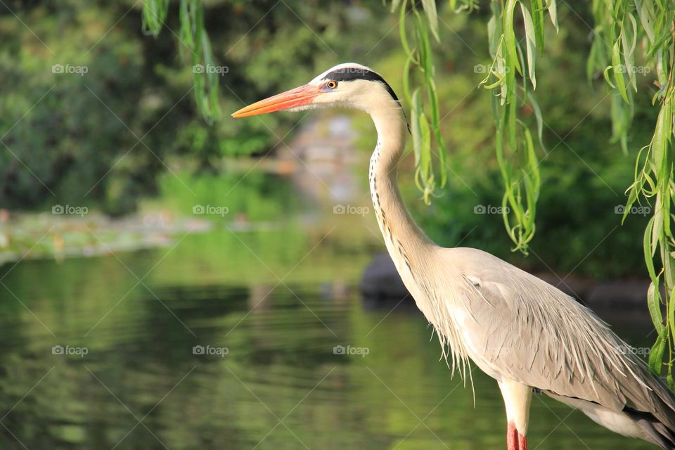 Crane by the lake