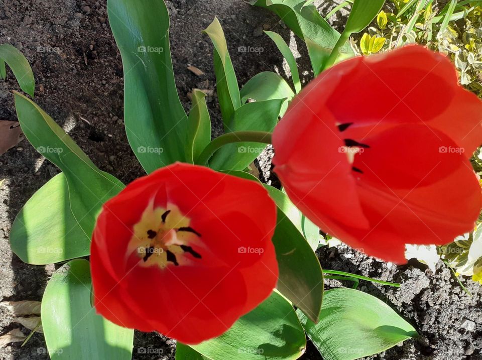 two red tulips