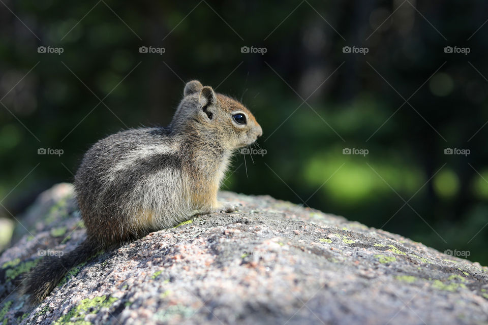 Golden-Mantled Ground Squirrel sitting on a boulder, with green trees as background. Dream Lake, Rocky Mountain National Park, Colorado, USA. Callospermophilus lateralis. Wildlife, Environment,Ecology