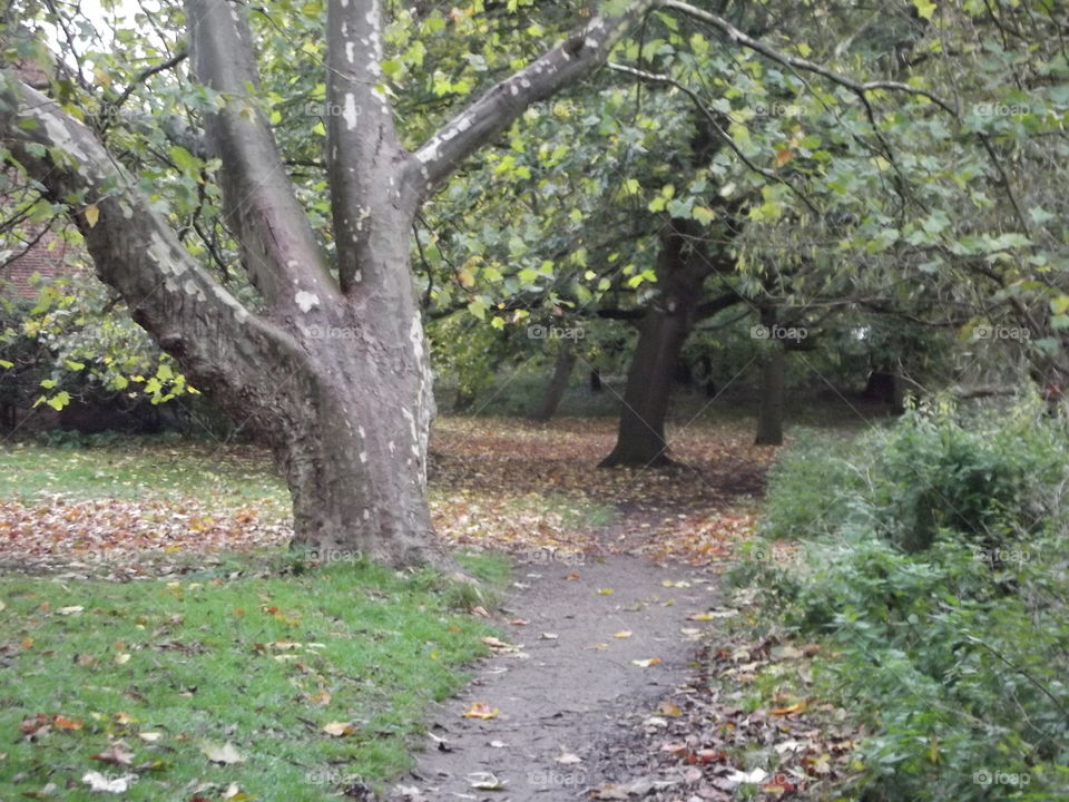 An Autumn Walk