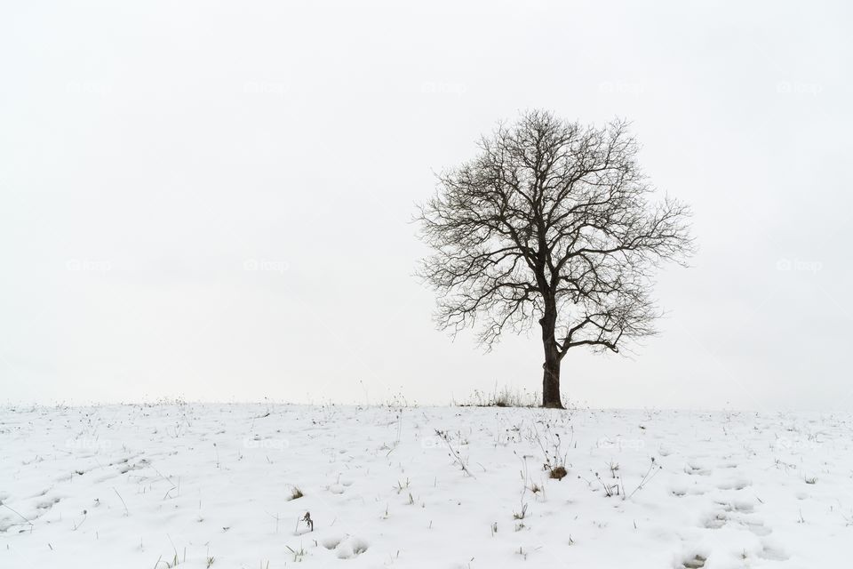 abandoned Walnut tree on a meadow covered with snow during winter. Slovakia