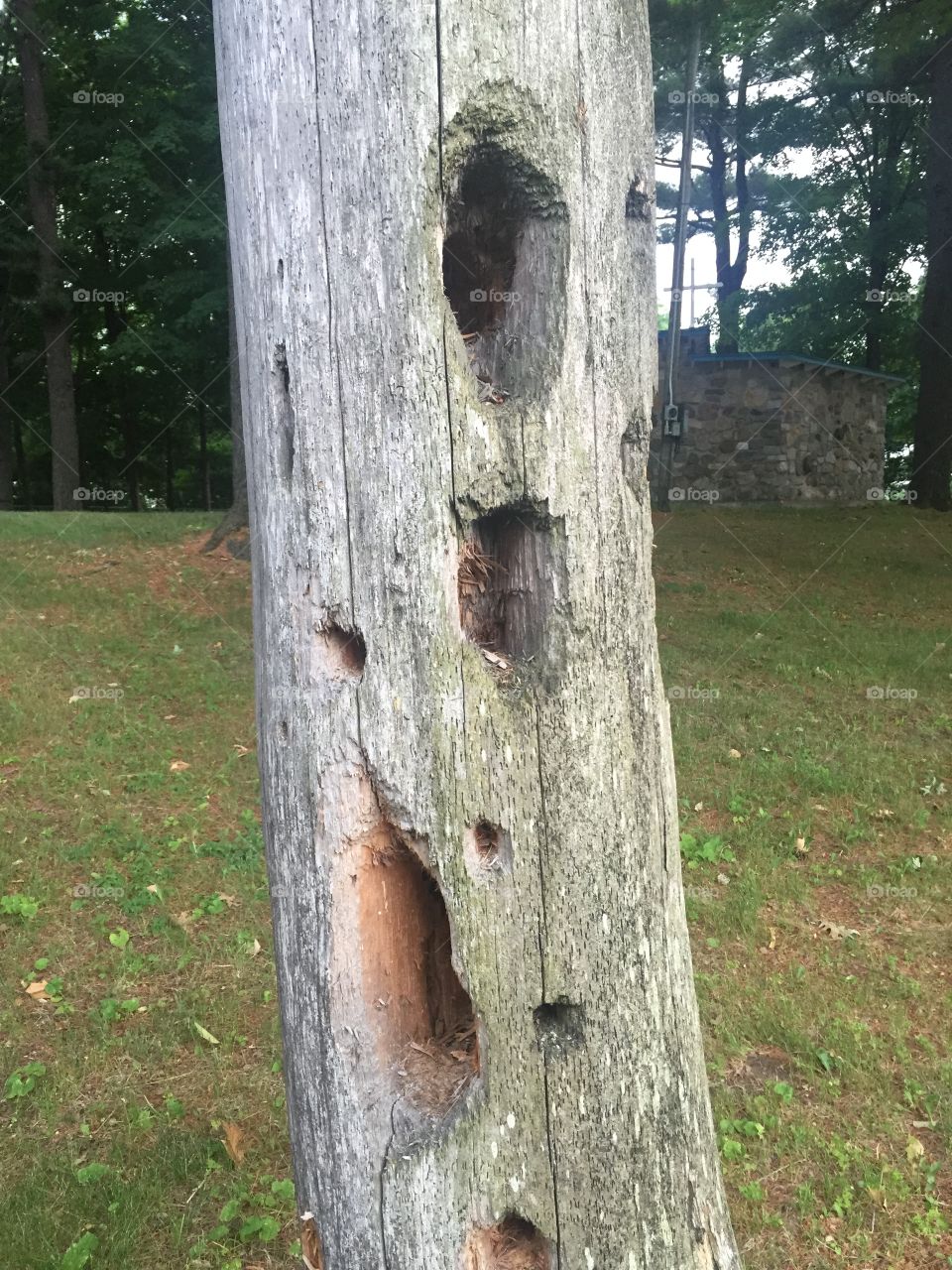 Trunk of a tree with big holes 