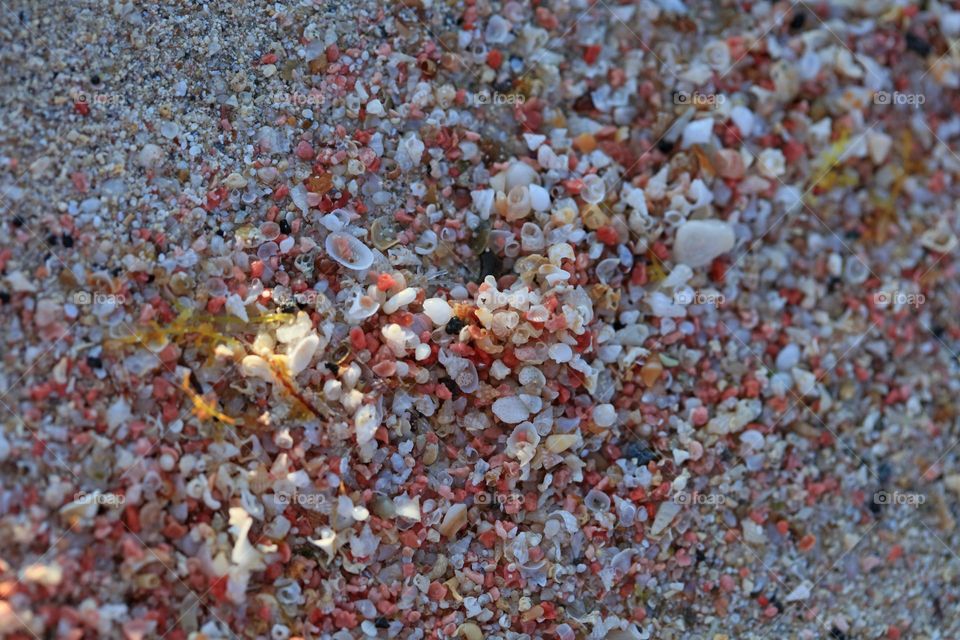 Small baby shells on Elafonissi beach Creta island Greece summer holidays seascape wildlife amazing nature therapy wonderful day hustling daydreaming naturalism macro microcosmos super Kreta land beauty sea life