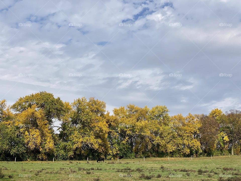 A field bordered by trees 