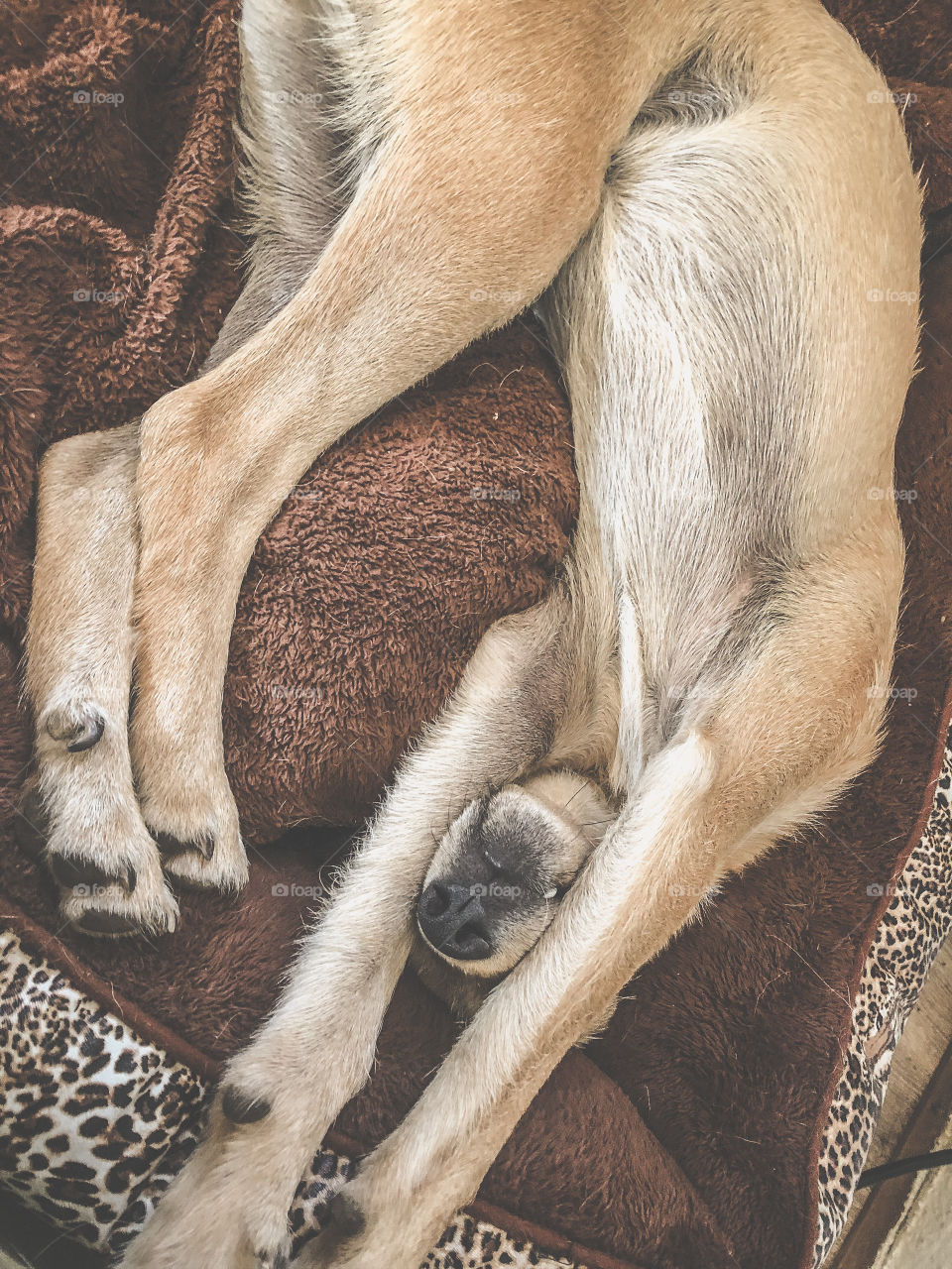 Beige/tan dog lays upside down with his snout poking out between his front paws on a brown faux fur and animal print bed. He is all legs!