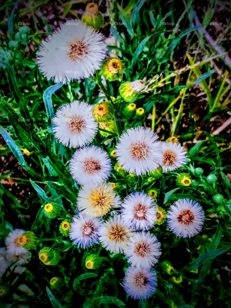 Patch of Dandelions