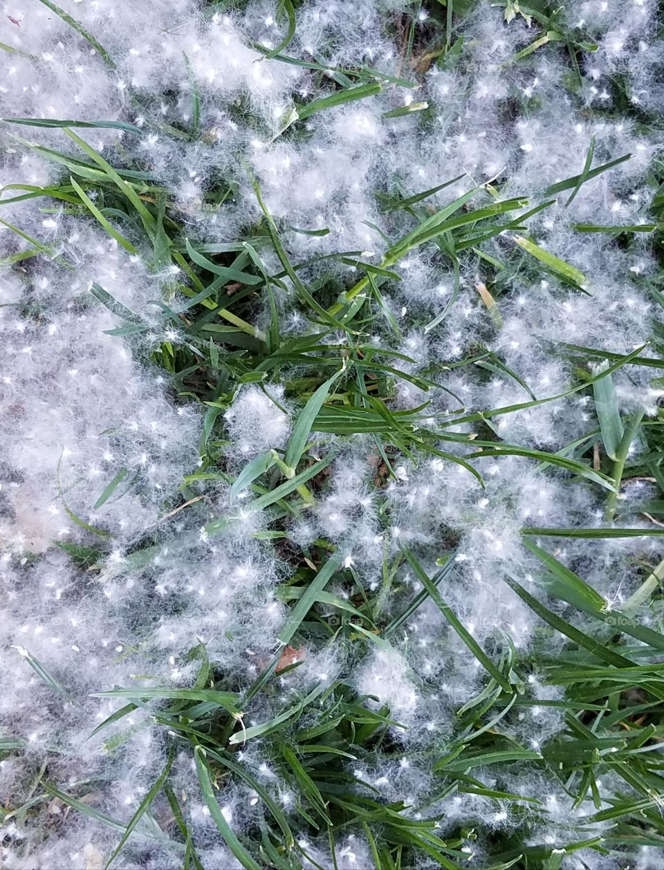 Fluffy white cottonwood seeds on the ground