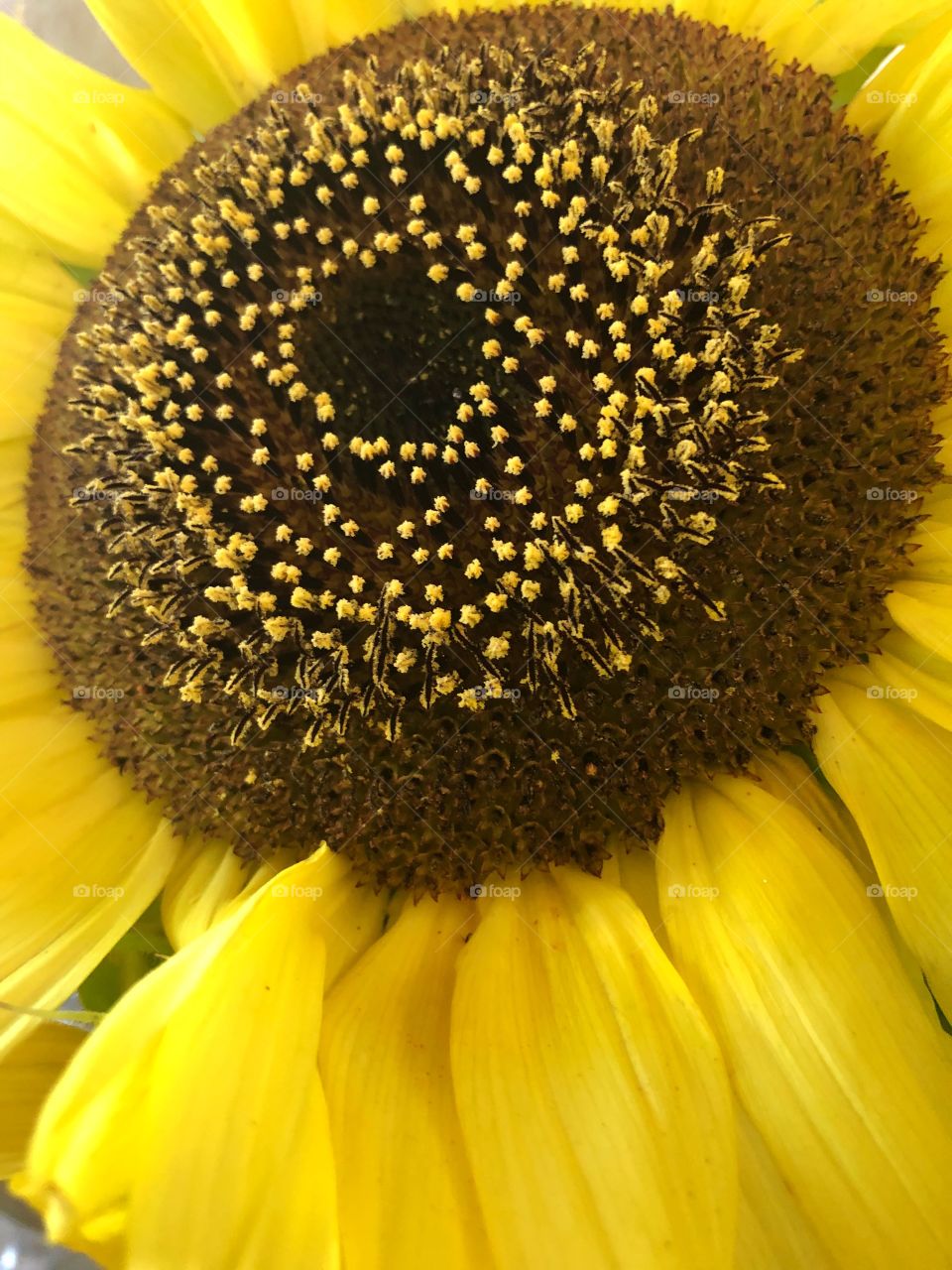 Close up sunflower
