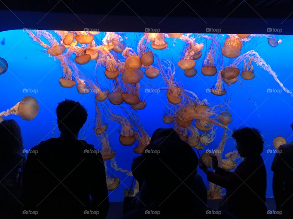 Large aquarium tank of orange jellyfish against a blue background, with silhouette people standing in front