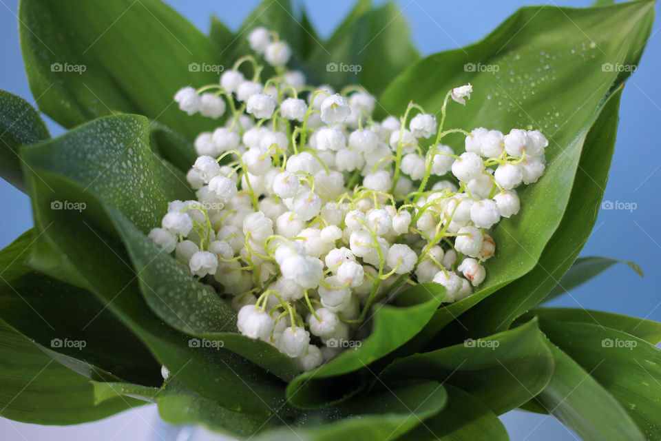 A bouquet of lilies of the valley