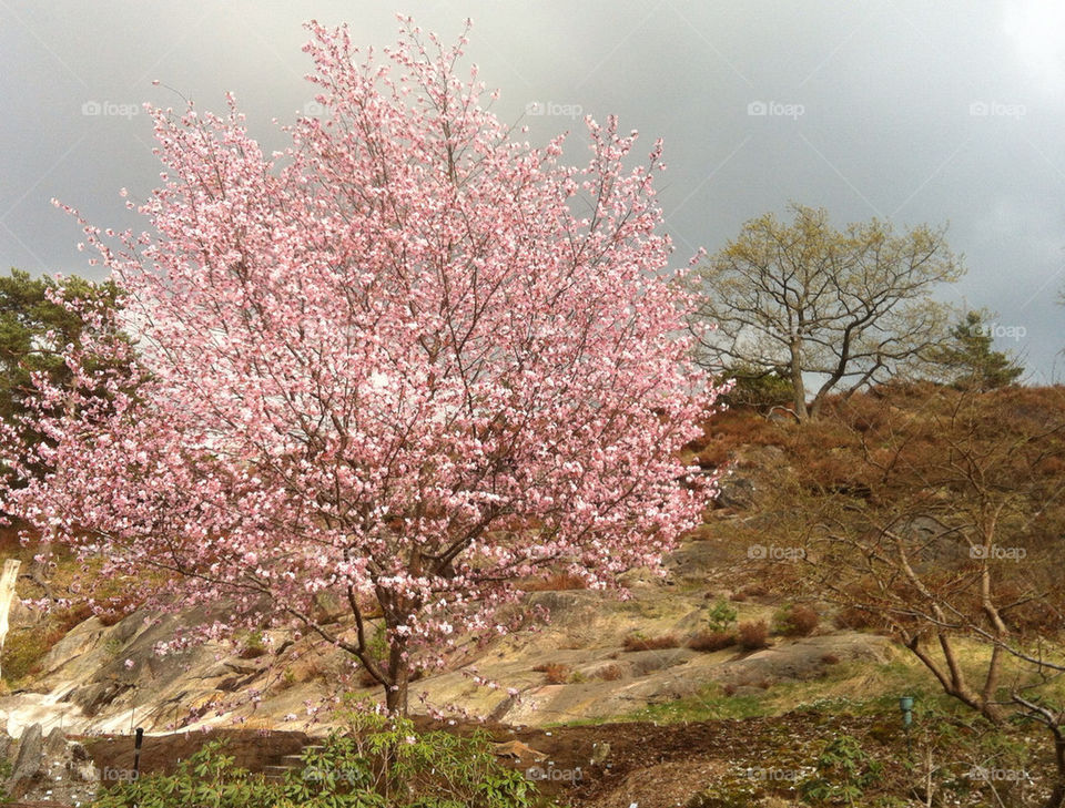Flowering tree in springtime