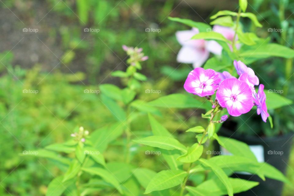 Purple flower in a garden