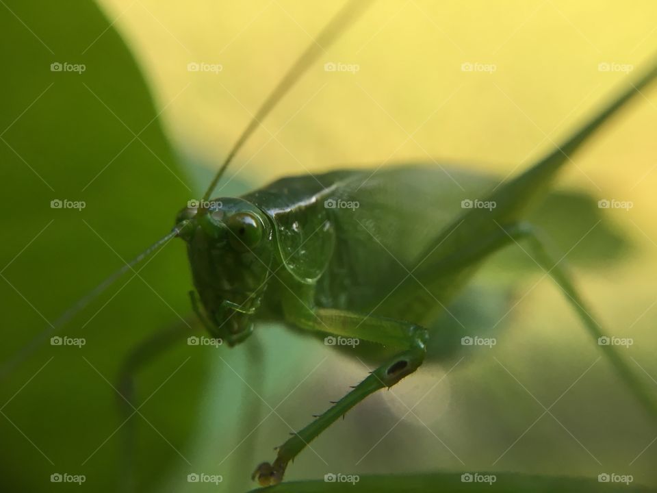 Grasshopper closeup 