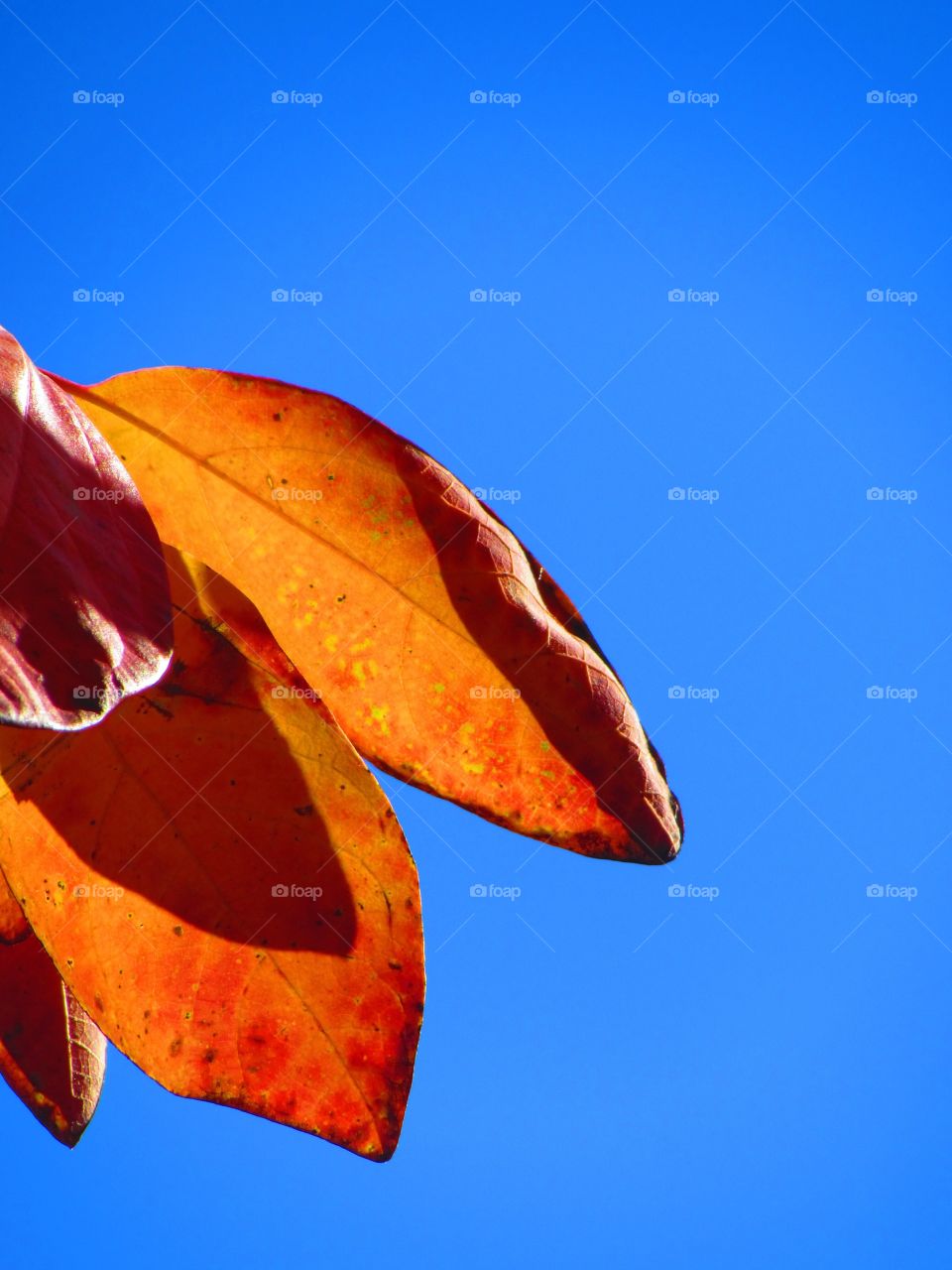 Orange , leaves , sky 