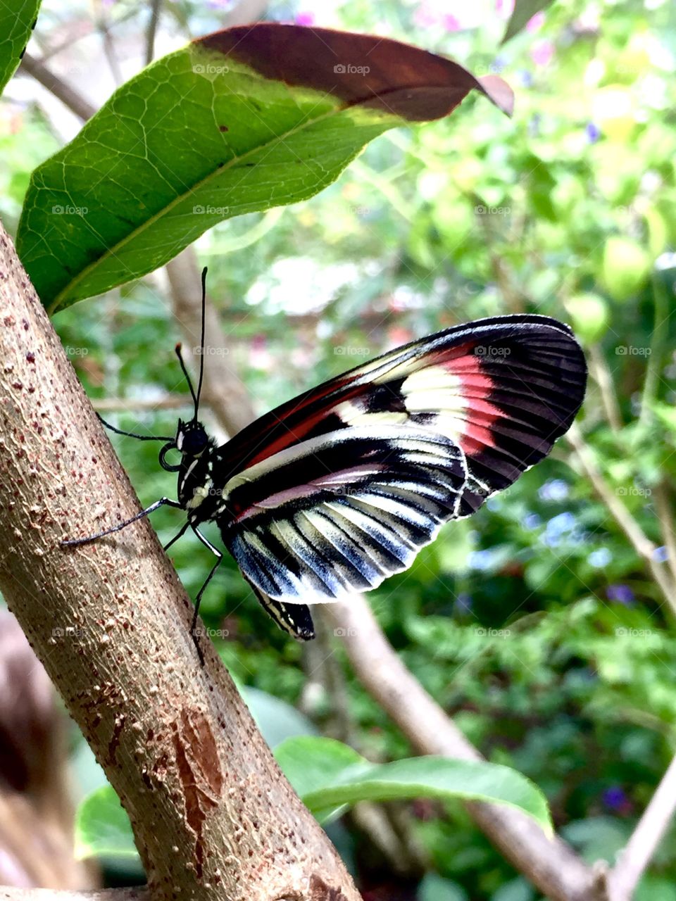 Butterfly at the Butterfly World, Florida