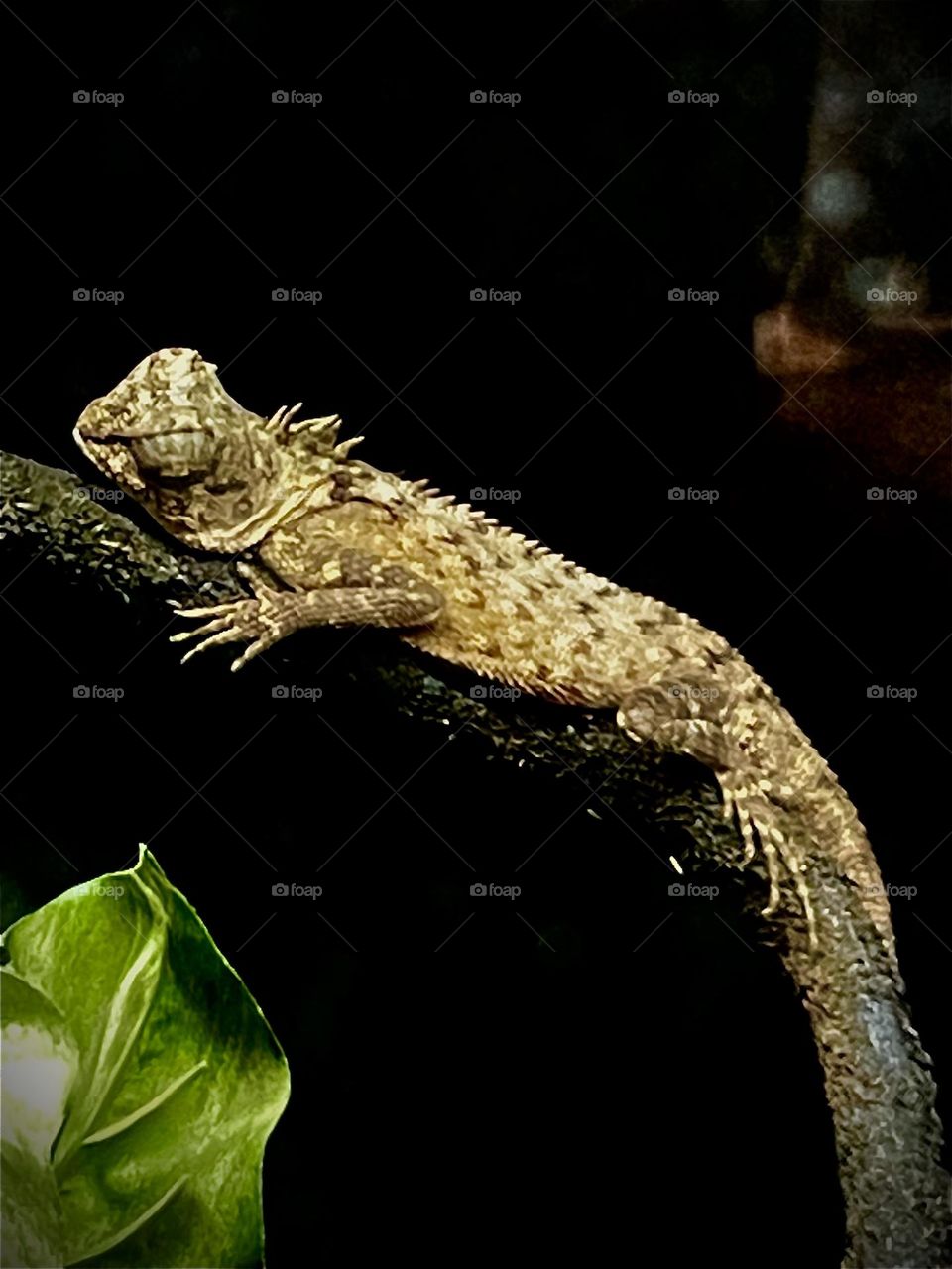 Lizard resting on a branch, looking down at its next victim 