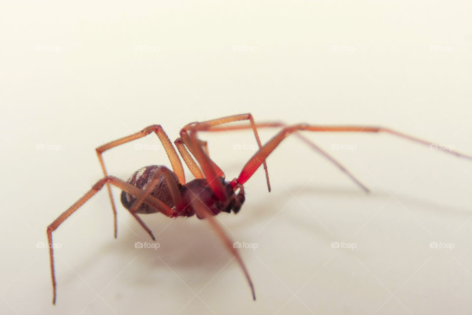 spider against white background