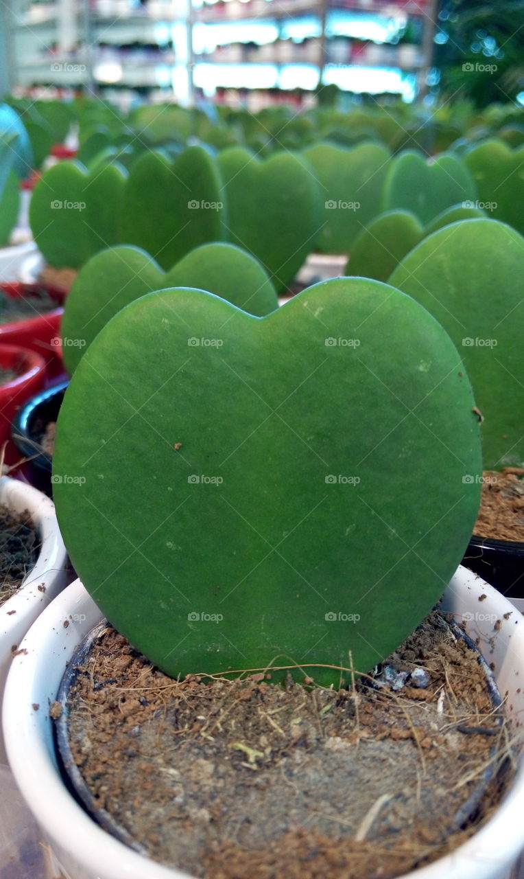 Cactus heart