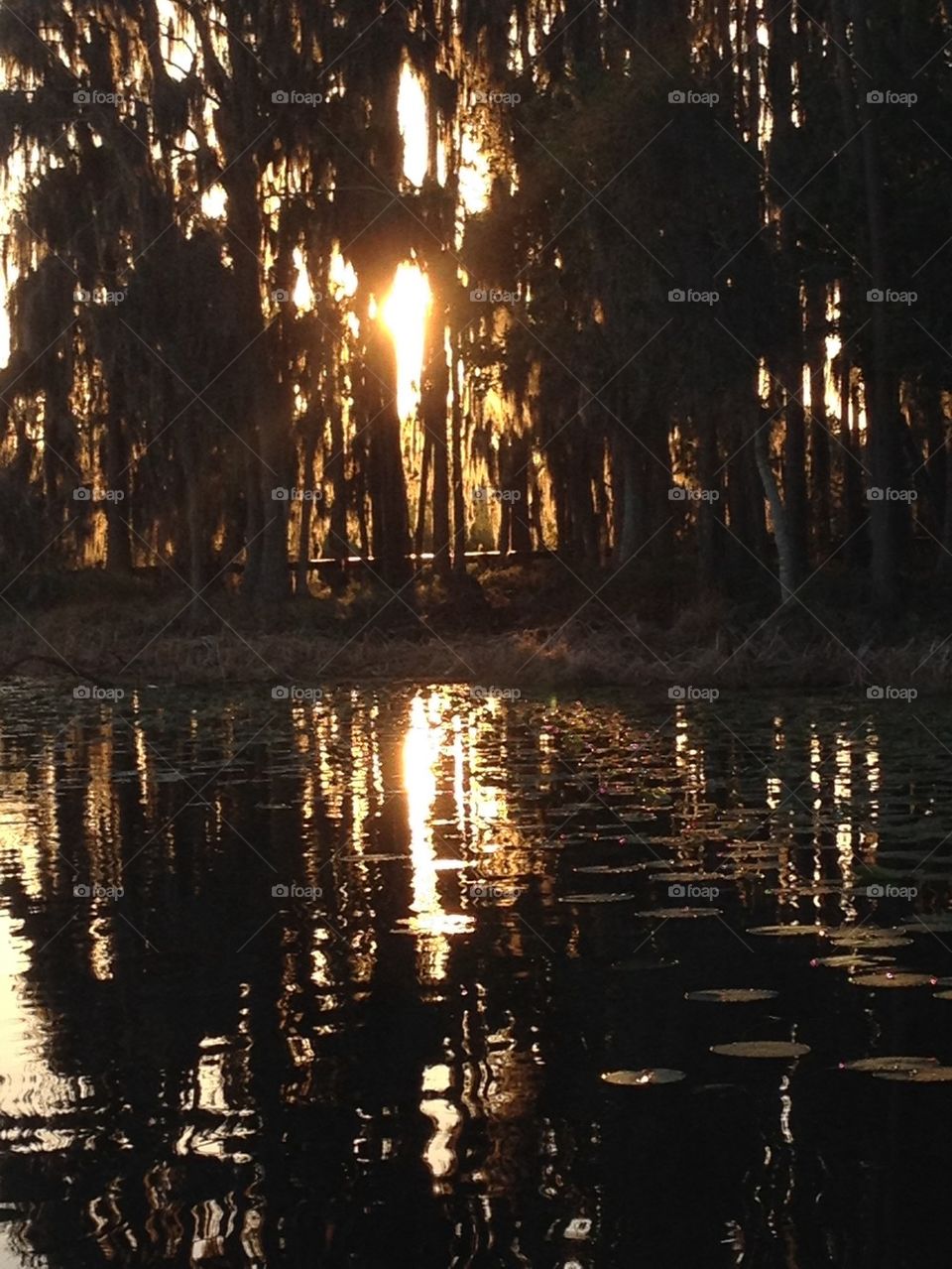 Sunset in the bayou