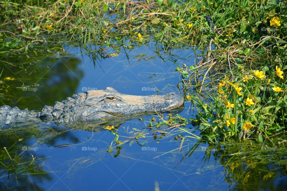 Close-up of alligator