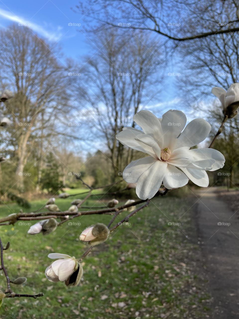 blossoming white magnolia flower in the park, path going into the distance