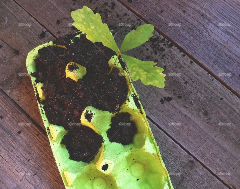 seedlings of a young oak tree