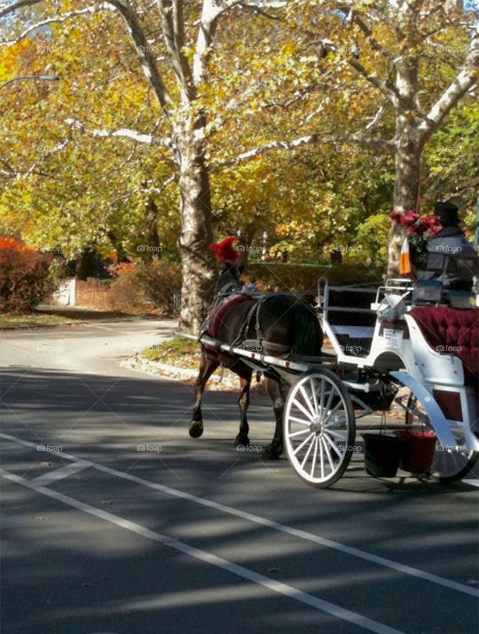 Horse and carriage ride . Photo was taken in the Central Park New York 