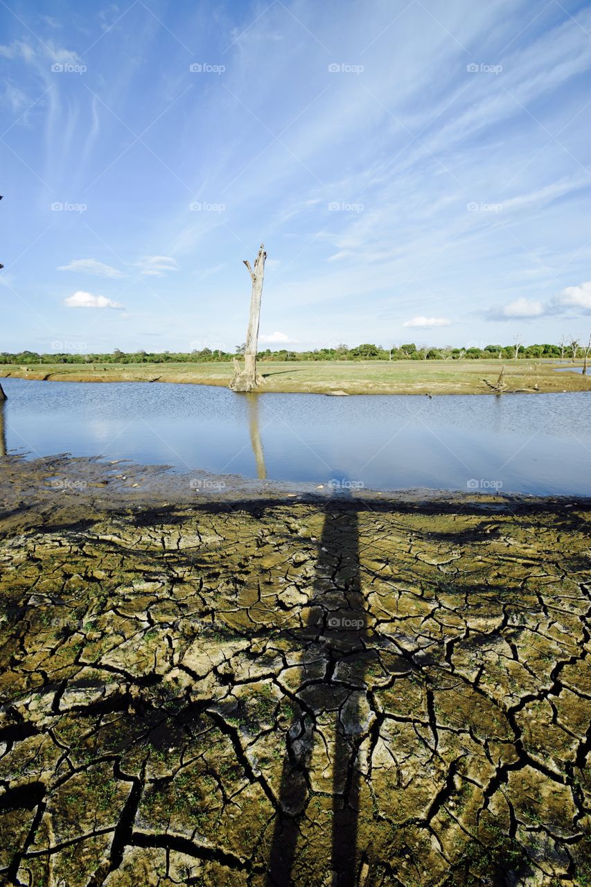 This is the residence of the crocodiles. Let's see if you can find the crocodile...