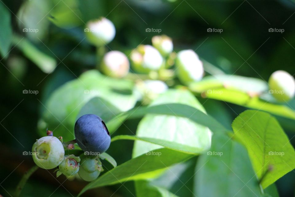 Growing blueberries