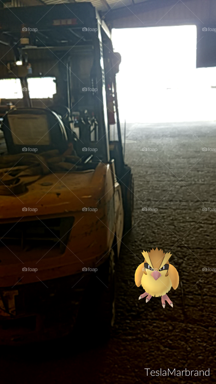 Pidgey waiting on the forklift