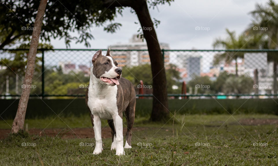 Pitbull puppy watching the park around