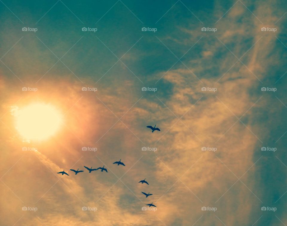 Geese in flight migrating