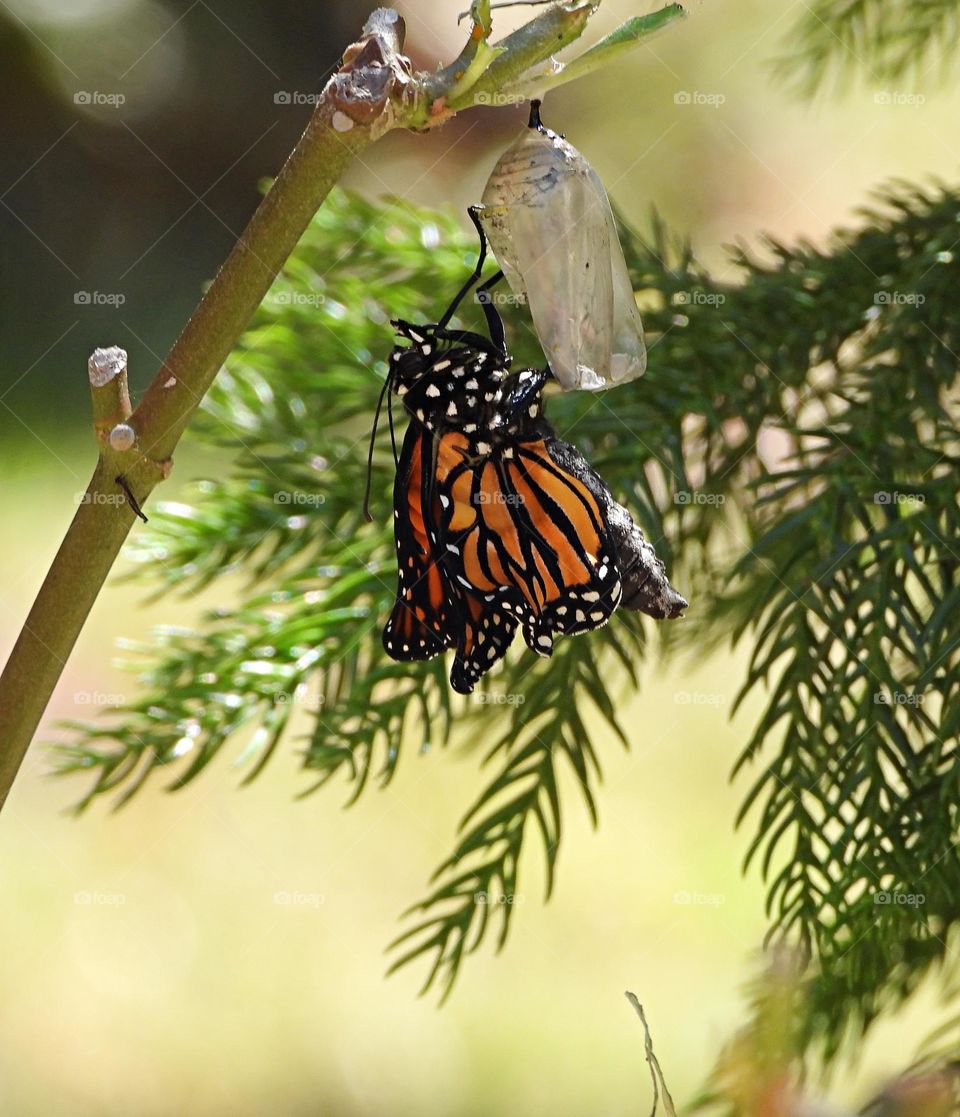 Monarch butterfly transition process. A chrysalis is the form a caterpillar takes before it emerges from its cocoon as a fully formed moth or butterfly