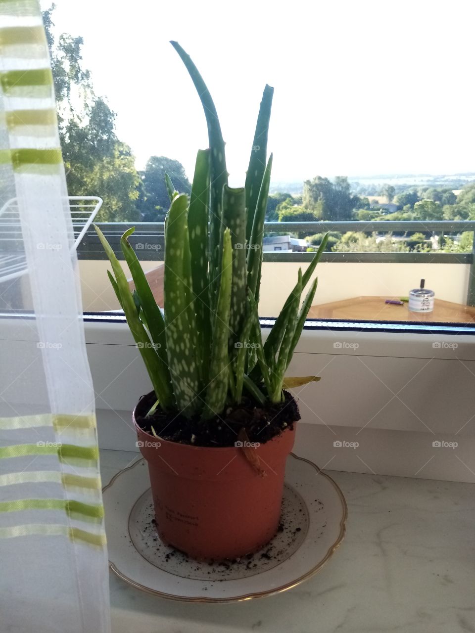 Aloe