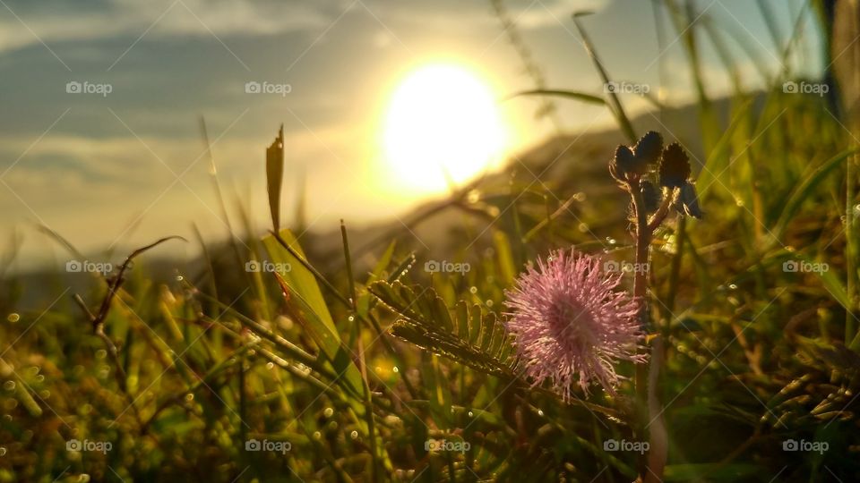 sunrise flower