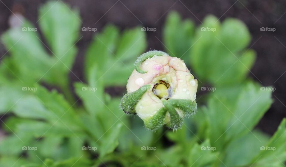  Ranunculus baby