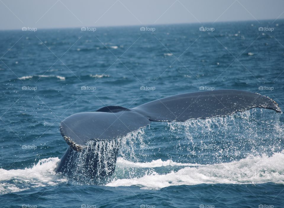 Humpback whale in Massachusetts 