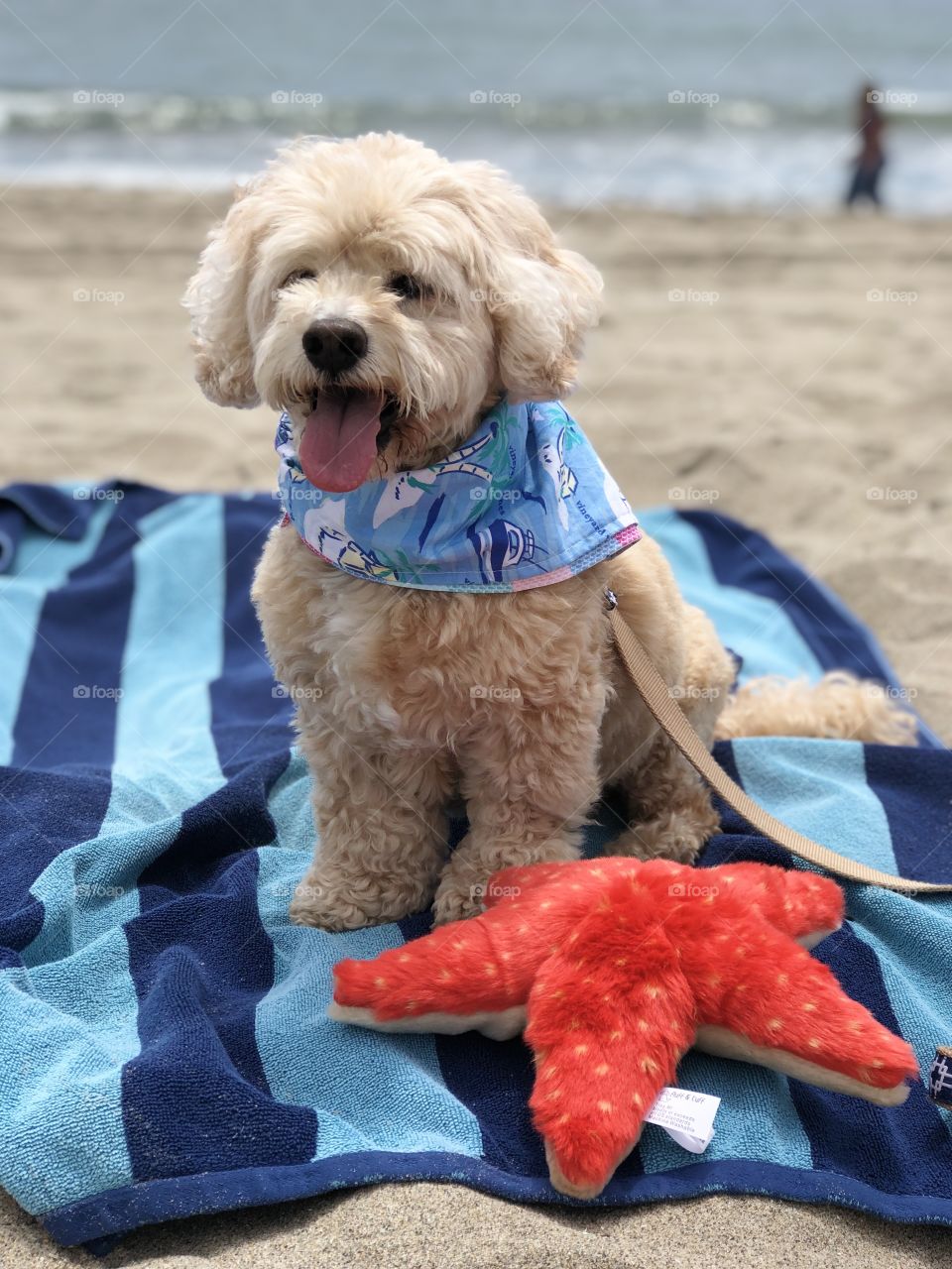 Cockapoo dog on blue striped beach towel at Seacliff State Beach with toy starfish plush and ocean in the background