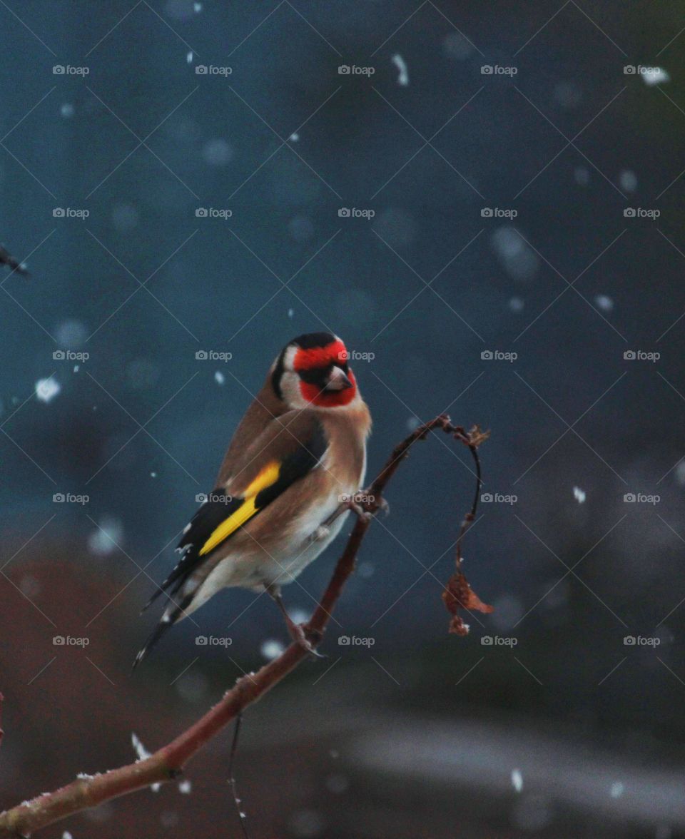 goldfinch in winter
