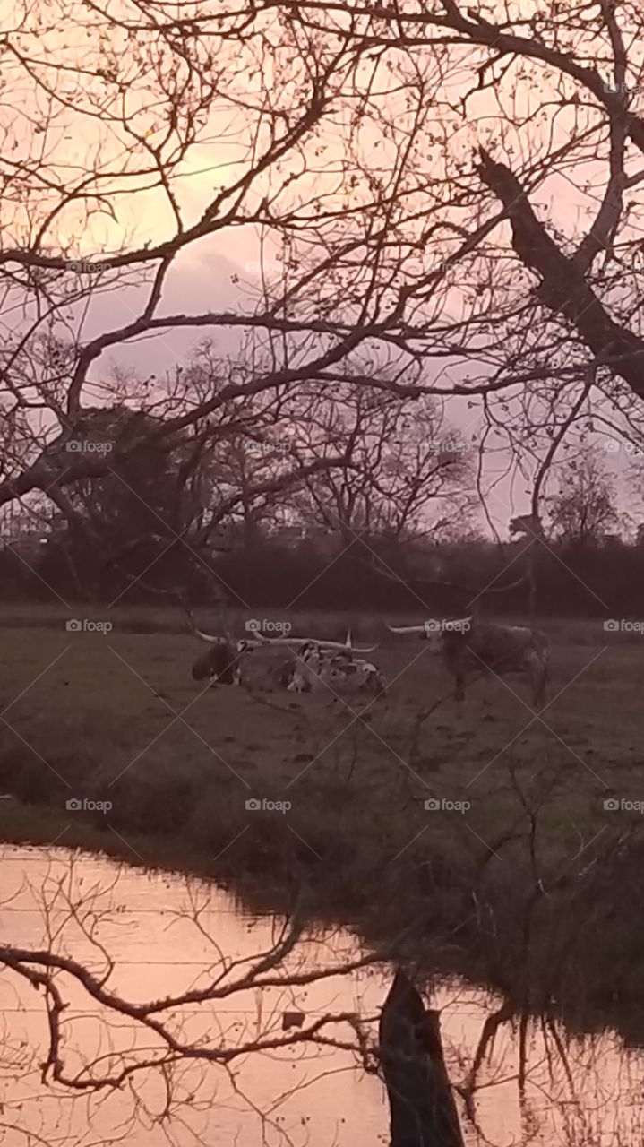 cattle