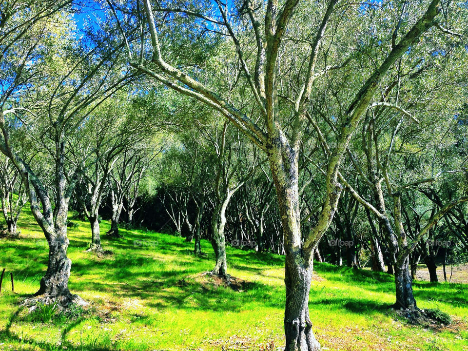 Olive Orchard
