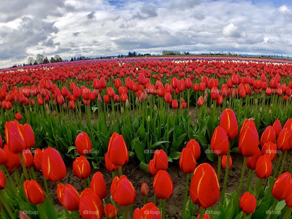 Unique and Vibrant Field of Red Tulips With Yellow Tips, Close Up Shot With Long Shot of the Entire Field.