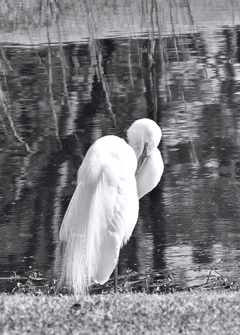 South Carolina wetlands 