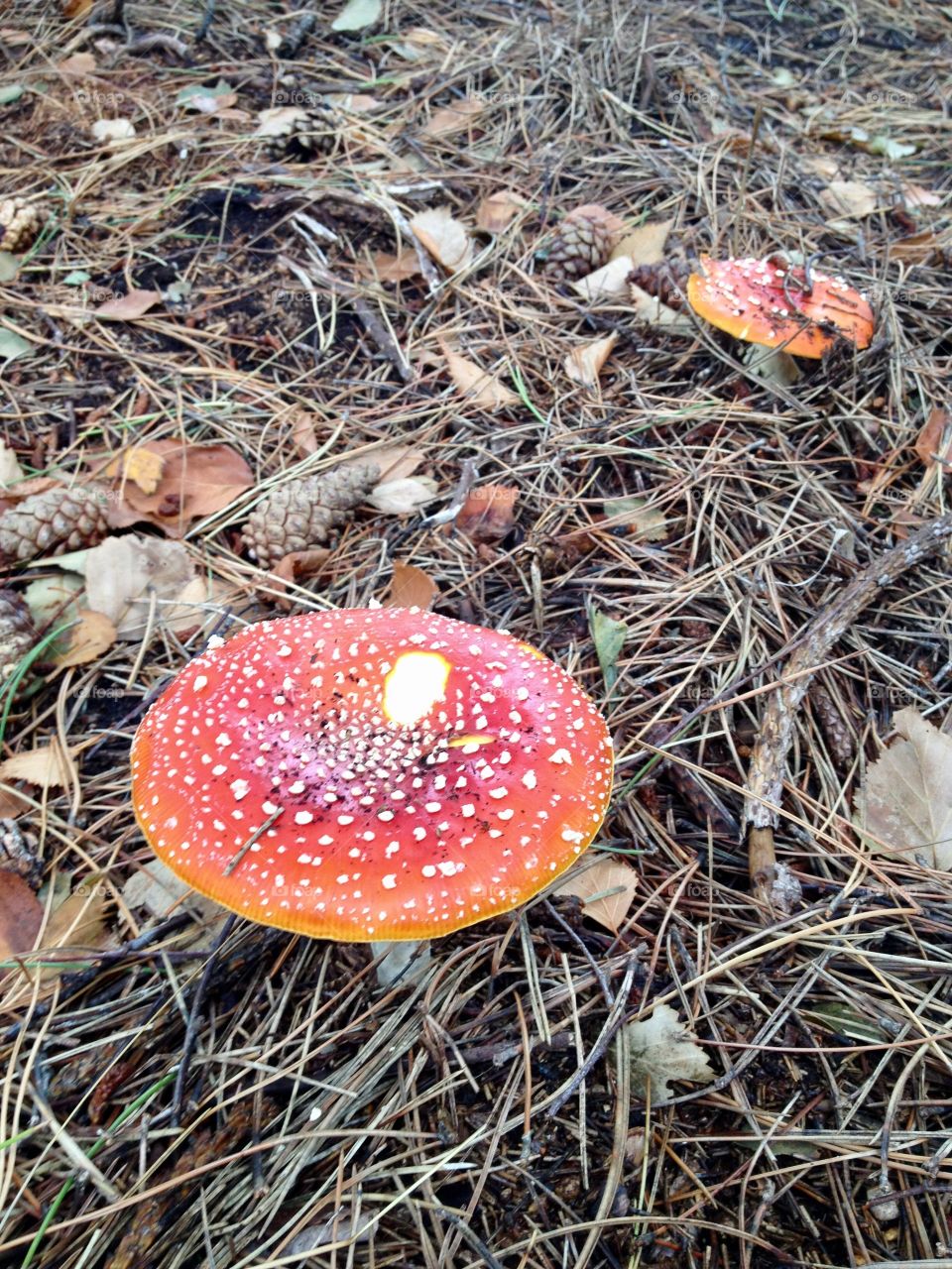 Close-up of fly agaric mushroom