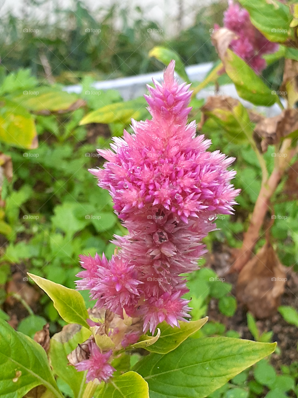 portrait of a flower